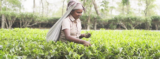 Solar for Tea Gardens